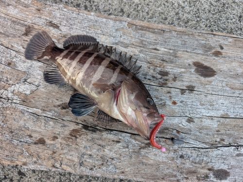 マハタの釣果
