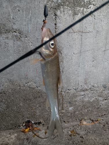ニゴイの釣果