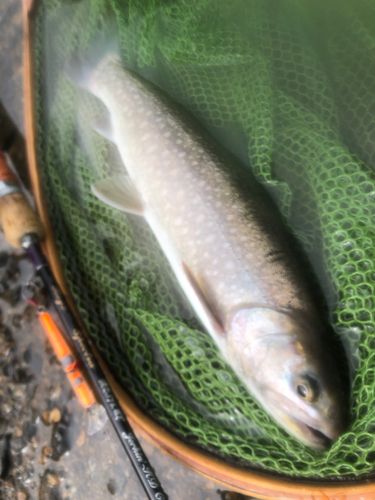 イワナの釣果