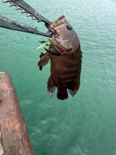 ヤミハタの釣果
