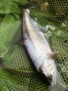 ヤマメの釣果