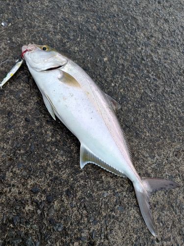 カンパチの釣果