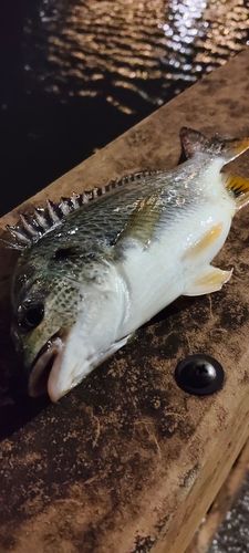キビレの釣果