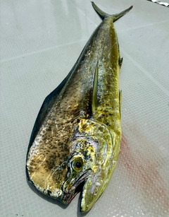 シイラの釣果