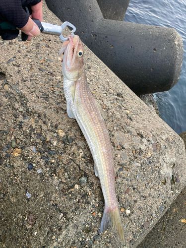エソの釣果