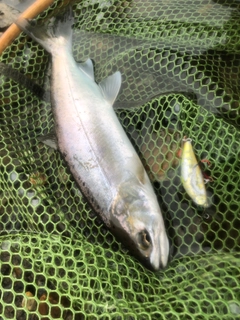 ヤマメの釣果