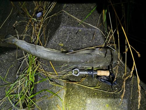 ナマズの釣果