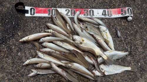キスの釣果