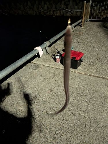 アナゴの釣果