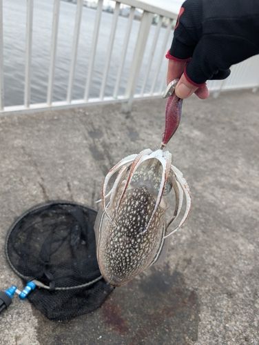 シリヤケイカの釣果