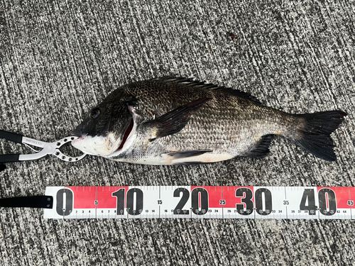 クロダイの釣果