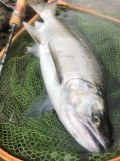 サクラマスの釣果