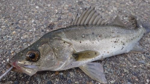 フッコ（ヒラスズキ）の釣果
