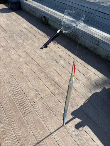 ダツの釣果