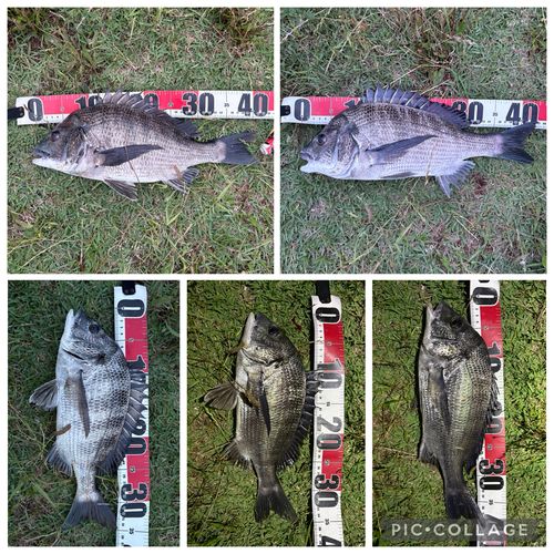 クロダイの釣果