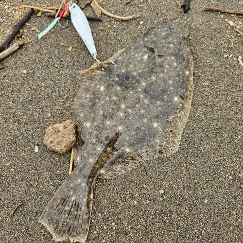 ヒラメの釣果