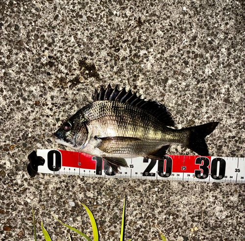 チヌの釣果