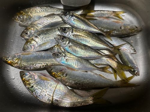 マアジの釣果