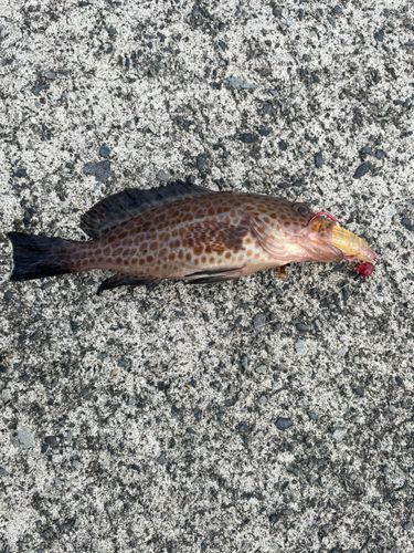 オオモンハタの釣果
