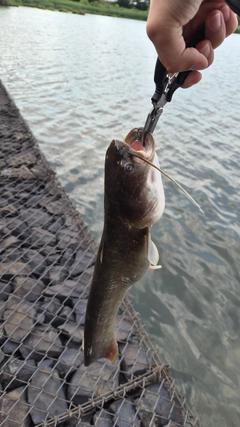 ナマズの釣果