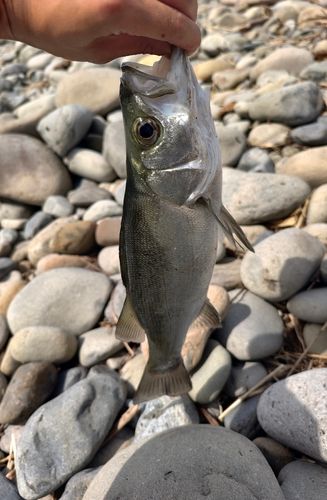 フッコ（ヒラスズキ）の釣果