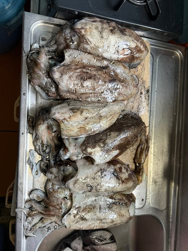 コウイカの釣果