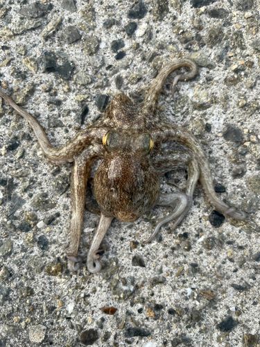 タコの釣果