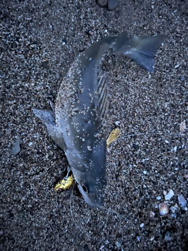 セイゴ（マルスズキ）の釣果