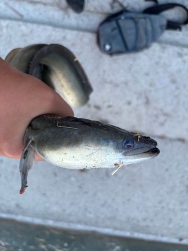 ニホンウナギの釣果