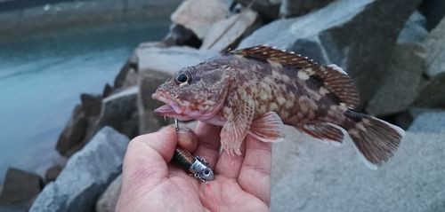 ガシラの釣果