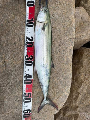 サゴシの釣果