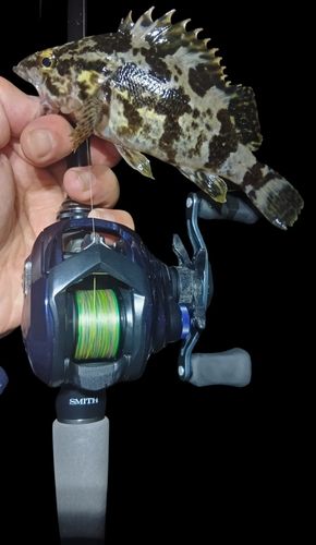 タケノコメバルの釣果