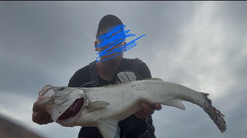 ヒラスズキの釣果