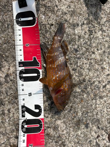 ホシササノハベラの釣果