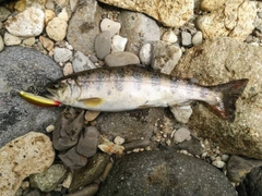 ヤマメの釣果