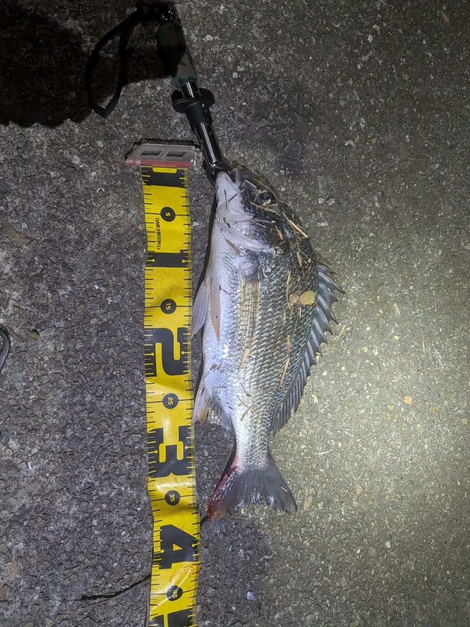 キビレの釣果写真