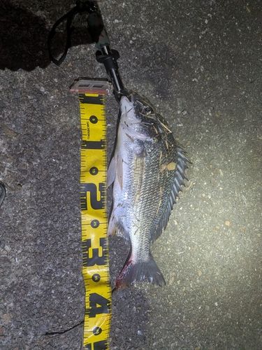 キビレの釣果