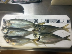 アジの釣果