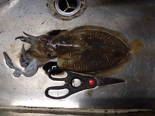 コウイカの釣果