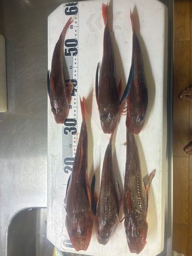 ホウボウの釣果