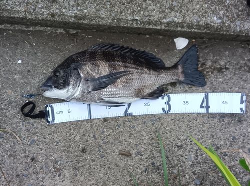 クロダイの釣果