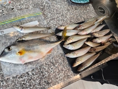 シロギスの釣果