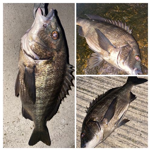 チヌの釣果