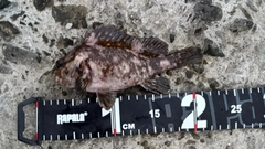 ハチガラの釣果