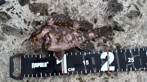 ハチガラの釣果