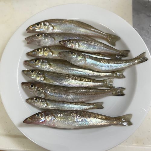 キスの釣果