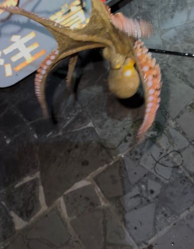釣果