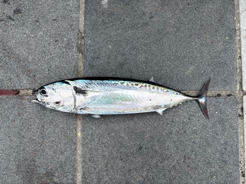 マルソウダの釣果