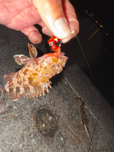 カサゴの釣果