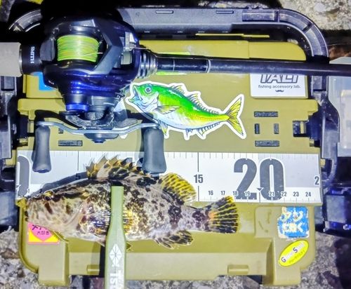 タケノコメバルの釣果